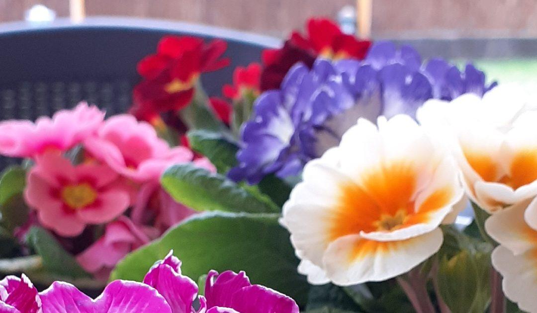 TO Čapljinka organizira izbor najljepše uređenog balkona, okućnice i parka