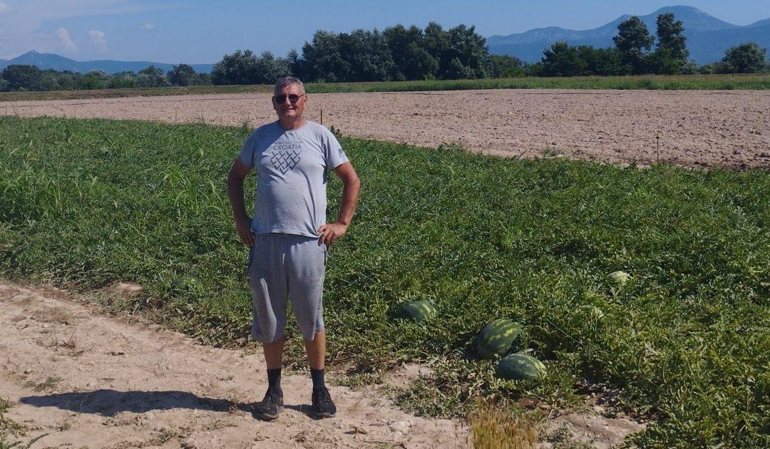 Počela je berba hercegovačke lubenice – ove godine zbog vremenskih neprilika urod manji