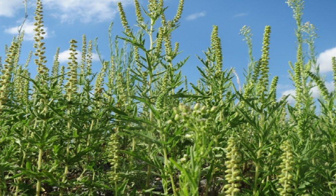 FAZ Mostar: Ambrozija predstavlja opasan jednogodišnji korov koji brzo raste