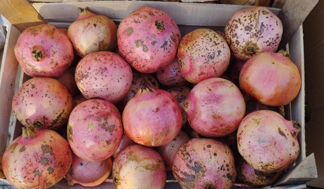 Na čapljinsku Veletržnicu stigli prvi šipci