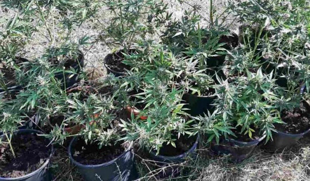 U Čapljini uhićena osoba, pronađeno 28 stabljika Cannabisa
