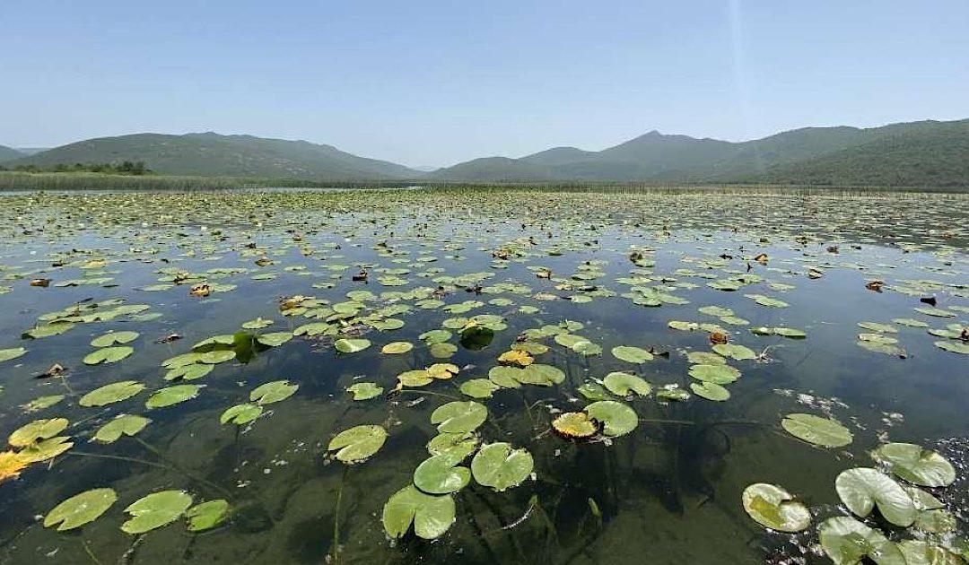Audio: Međunarodni je dan močvarnih staništa – Hutovo blato jedno od najvažnijih u BiH