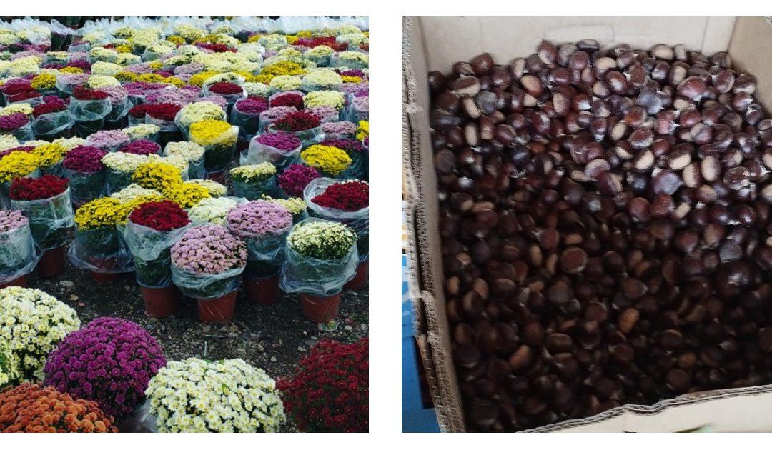 Na čapljinskoj Veletržnici velika potražnja za kestenom – ispred Veletržnice bogata ponuda blagdanskog cvijeća