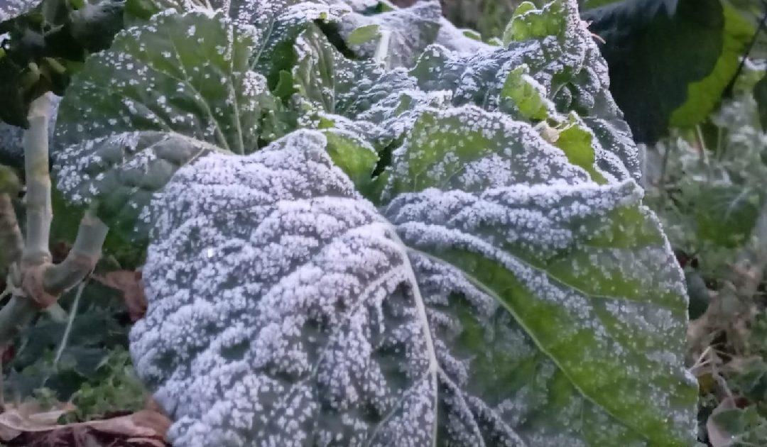 Cijene zeleni dostigle vrhunac – raštika košta i do 8 KM