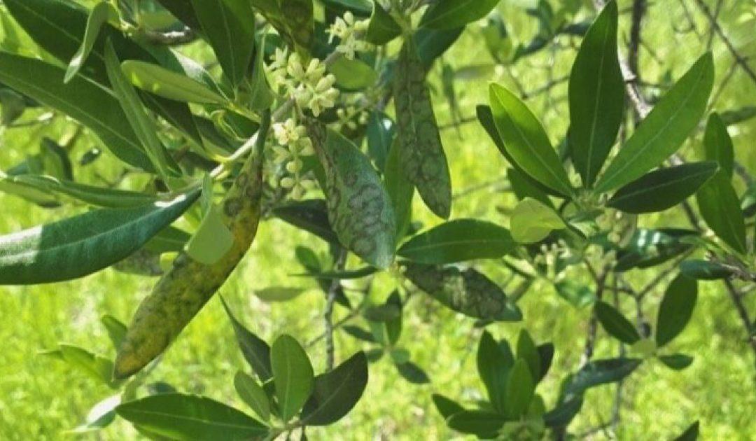 Ministarstvo poljoprivrede, šumarstva i vodoprivrede HNŽ-a izdalo preporuke za maslinare i vinogradare
