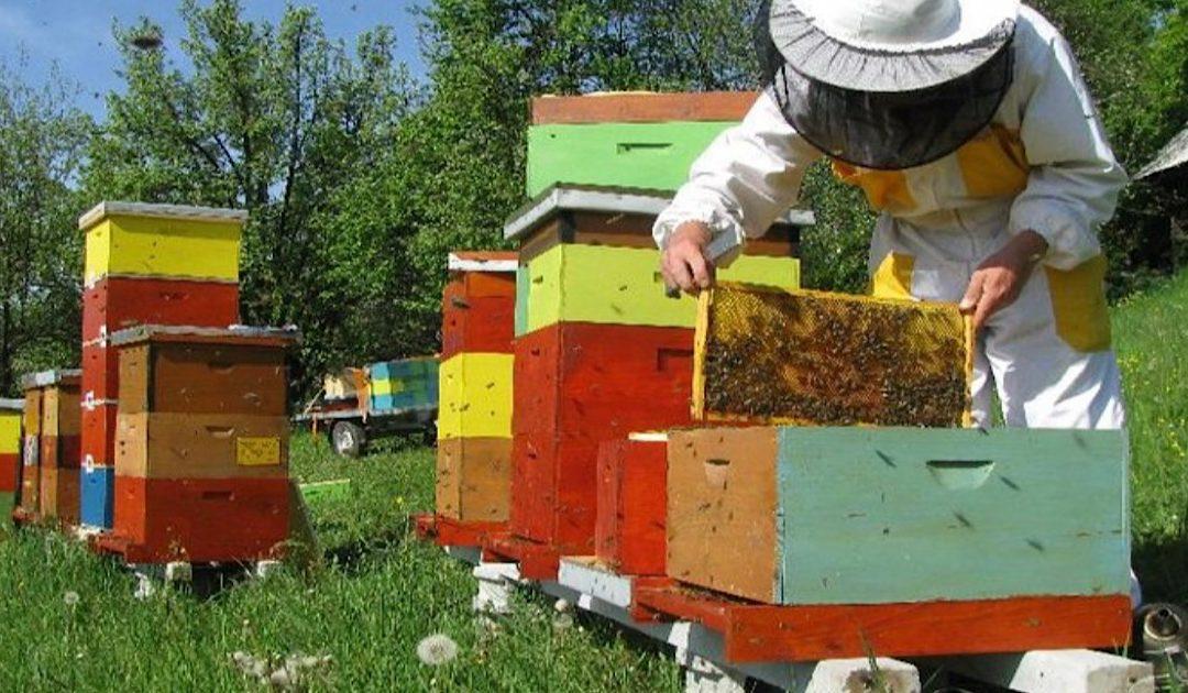 Općina Neum i udruga pčelara „Kadulja“ Neum pozivaju sve zainteresirane pčelare na edukativno stručno predavanje