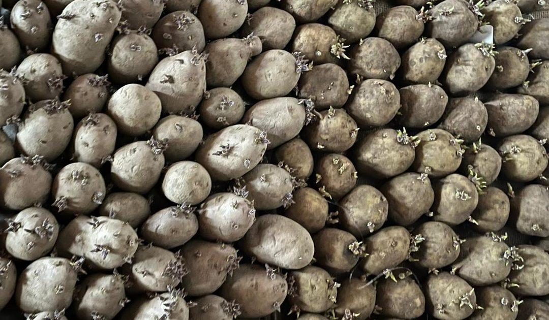AUDIO: Nedostatak dovoljnih količina sjemenskog krumpira problem je na globalnoj razini