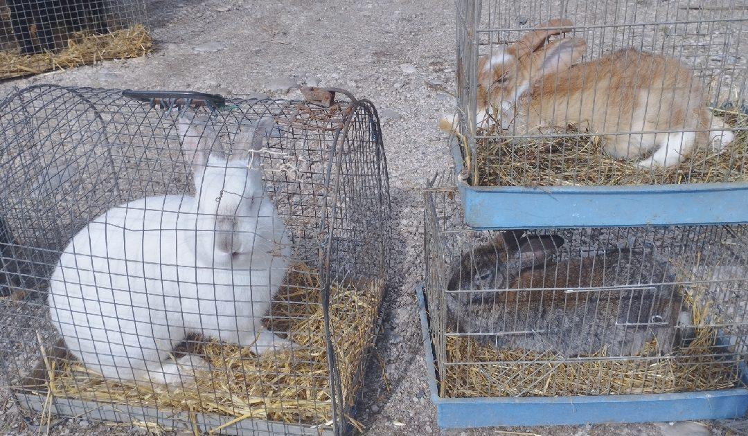 Na Veliki petak ispred čapljinske Veletržnice bogata blagdanska ponuda