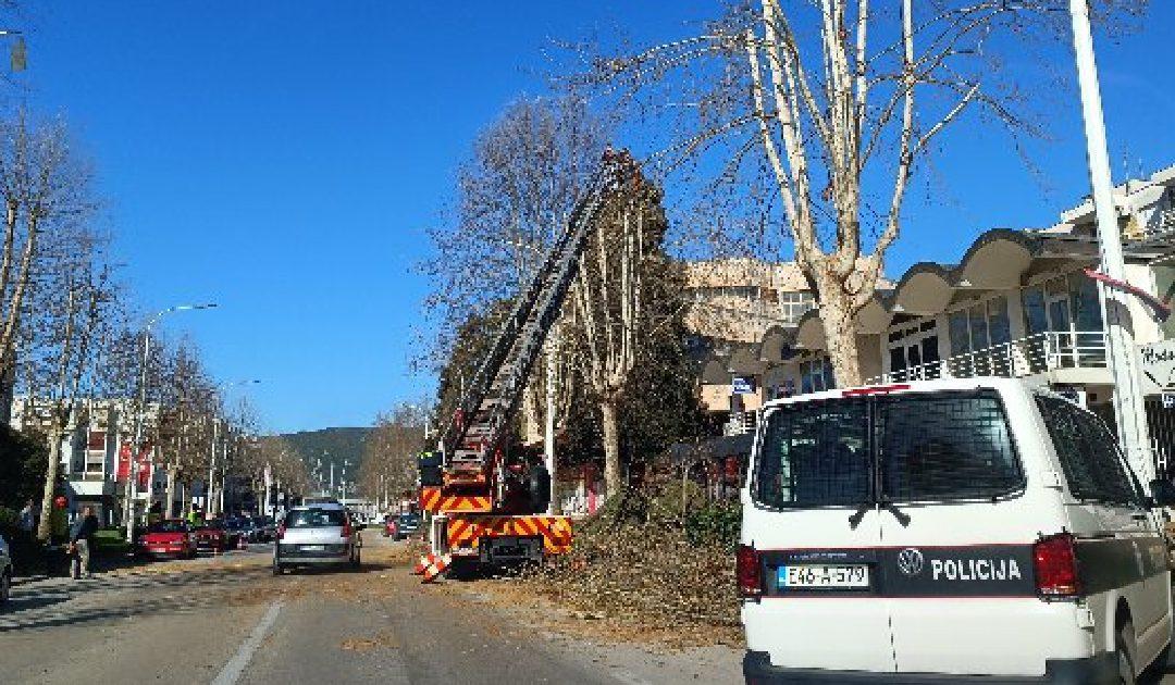 JKP Čapljina nastavlja s orezivanjem platana