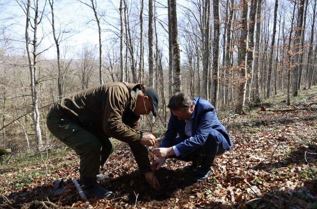 Zbog nepostojanja Zakona o šumama FBiH pretrpila štetu veću od milijardu KM