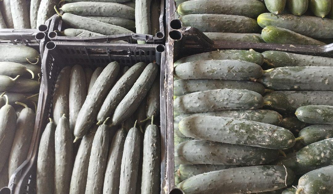 Na čapljinsku Veletržnicu stigli krastavci i tikvice