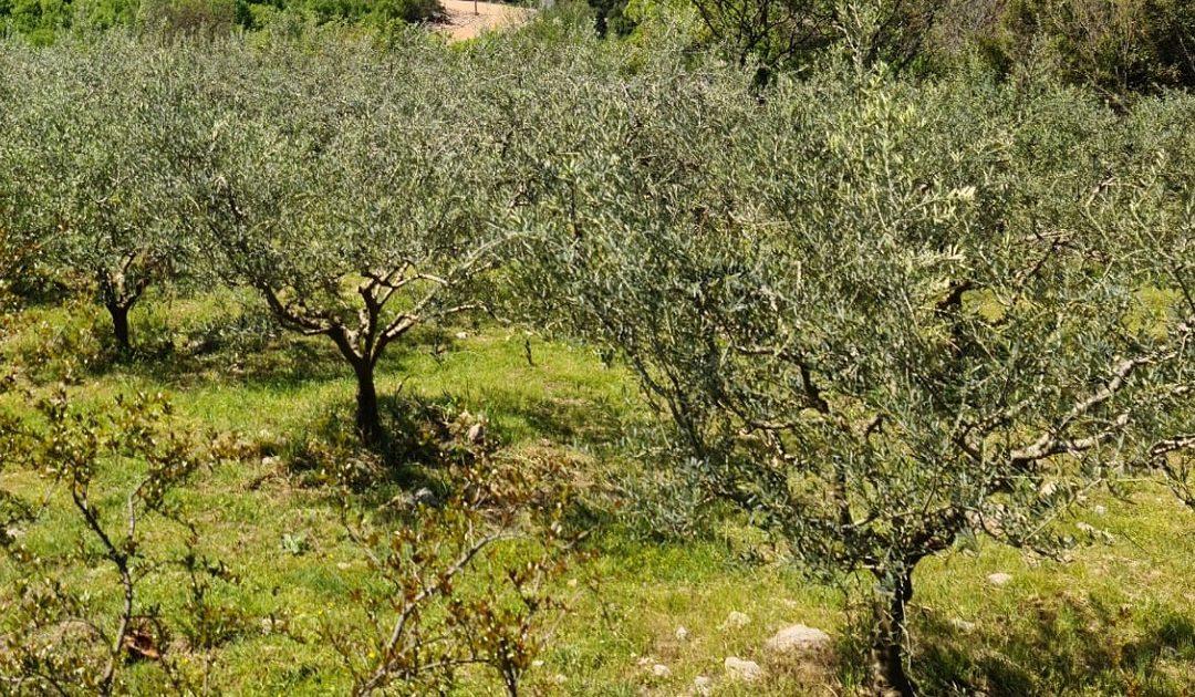Od Cvjetnice do Uskrsa idealno je vrijeme za rezidbu maslina