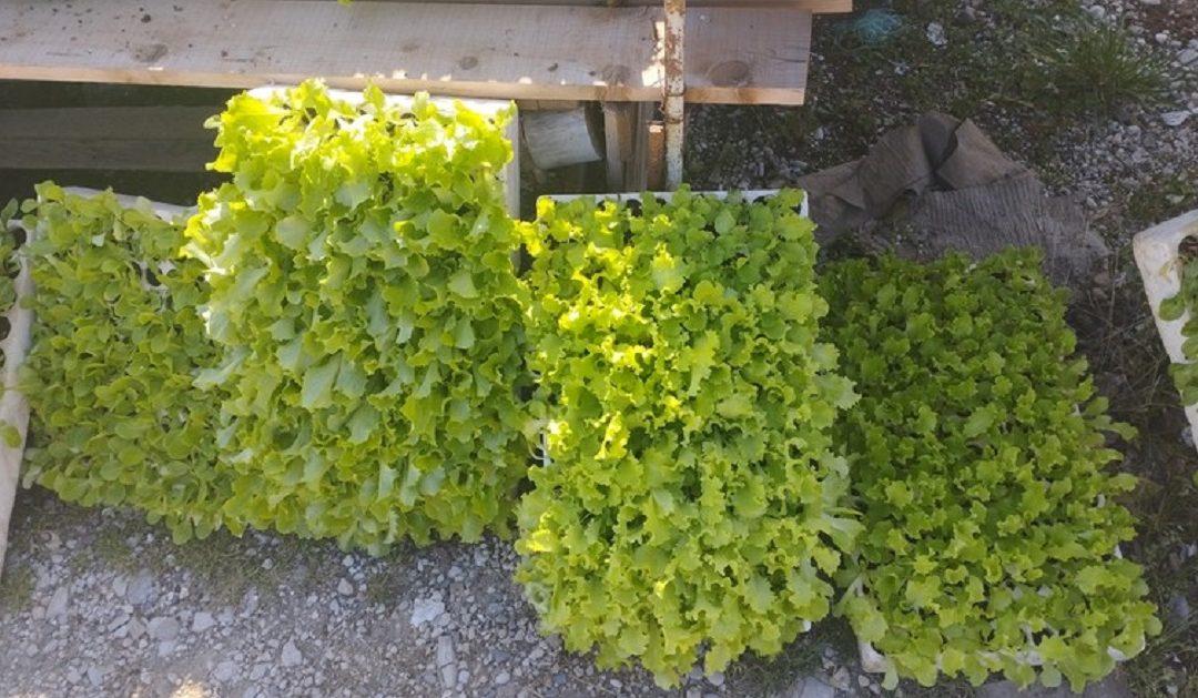 Ove godine presadnice ispred Veletržnice stigle ranije