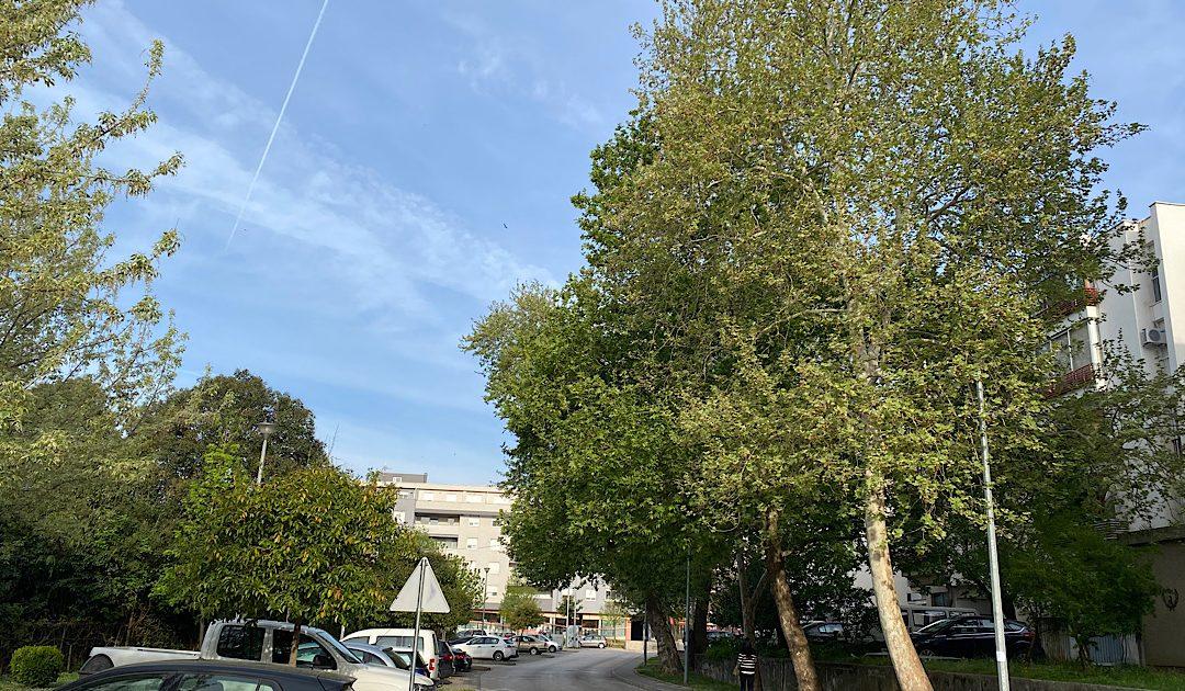 U četvrtak orezivanje stabala