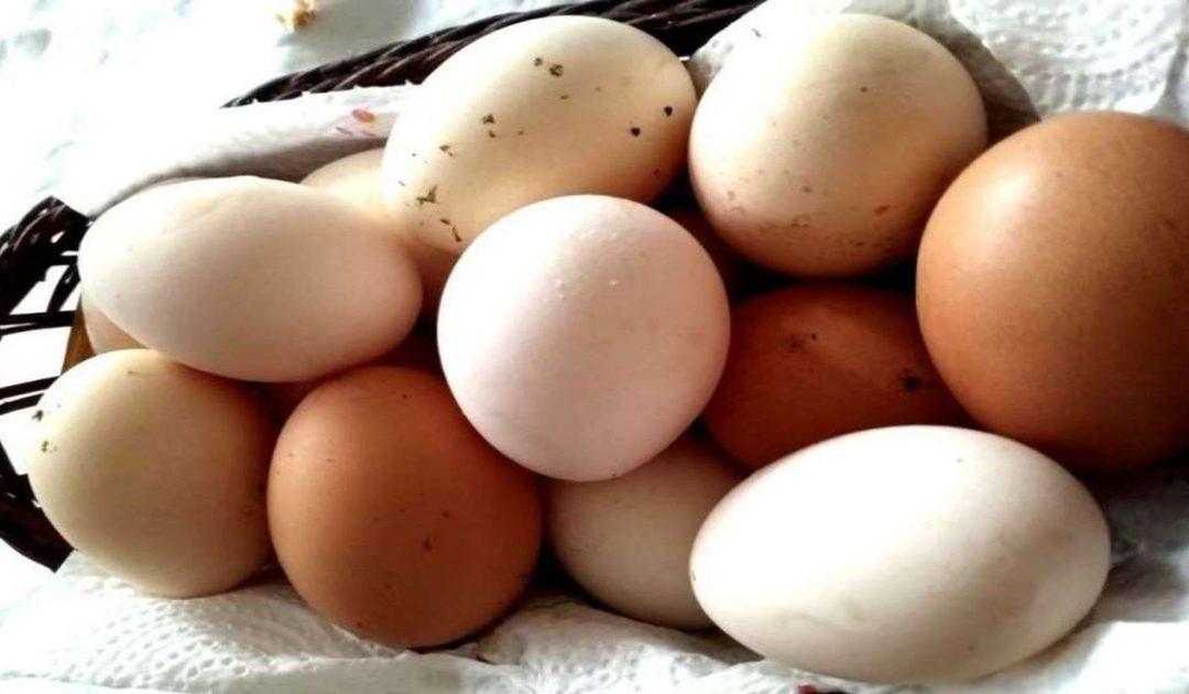Proizvodnja jaja i njihov izvoz iz BiH u porastu