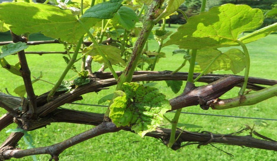 Preporuka za vinogradare: Zaštitite vinovu lozu od crne pjegavosti