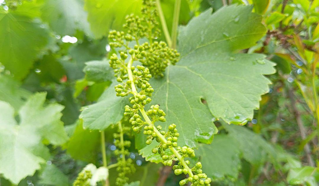 Preporuka vinogradarima: Zaštitite vinograde od plamenjače