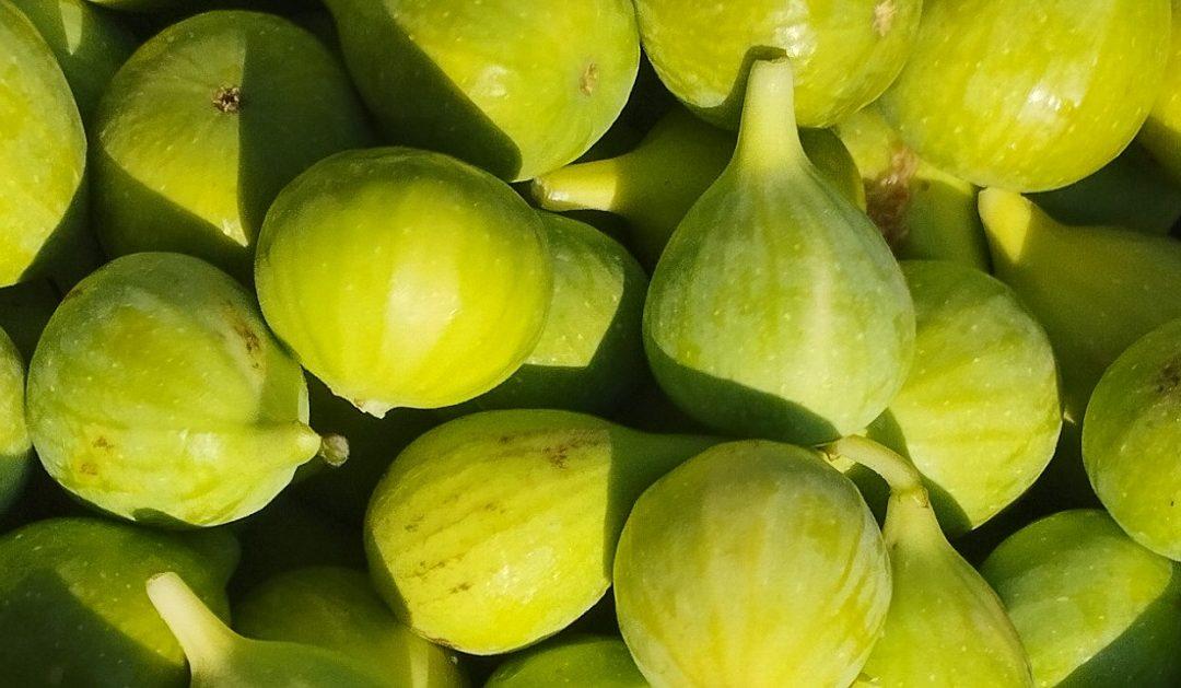 Nakon visokih temperatura obilna kiša za vikend bila je dobra vijest za maslinare ali loša za smokve