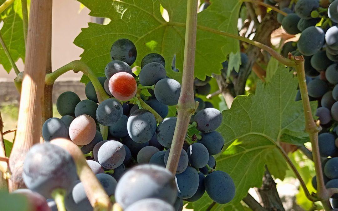 FAZ: “Počinju pripreme za berbu grožđa u hercegovačkim vinogradima”