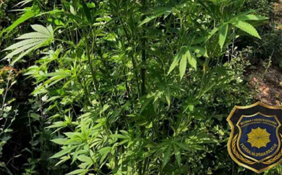 U operativnoj akciji Federalne uprave policije, u Čapljini pronađeni zasadi “Cannabisa”