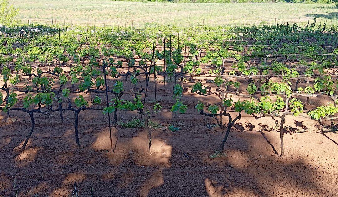 MPVŠ HNŽ: Vrijeme je za zaštitu vinograda od crne pjegavosti