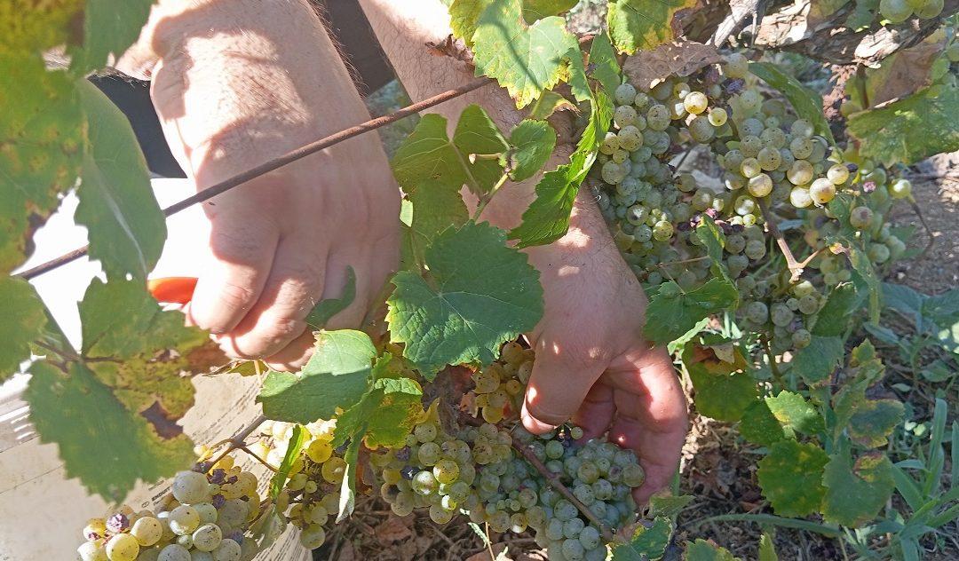 Berba grožđa ove godine uranila, no to nije utjecalo na kvalitetu