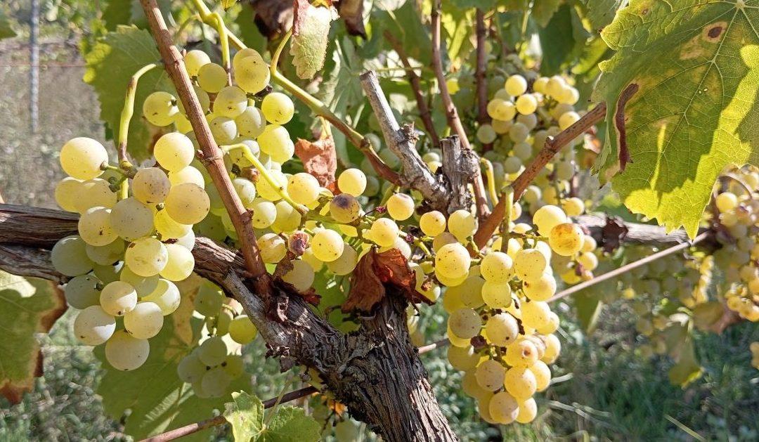 Dani berbe grožđa u Čitluku od 20. do 22. rujna