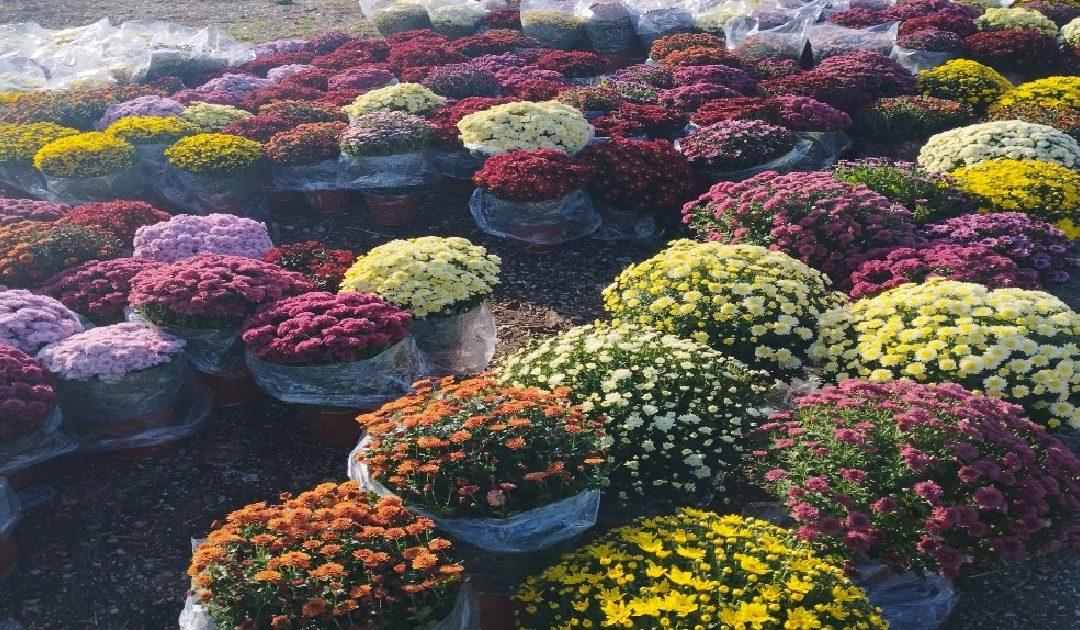 Na čapljinskoj Veletržnici u ponudi i blagdansko cvijeće – cijena lončanice od 5 do 7 KM