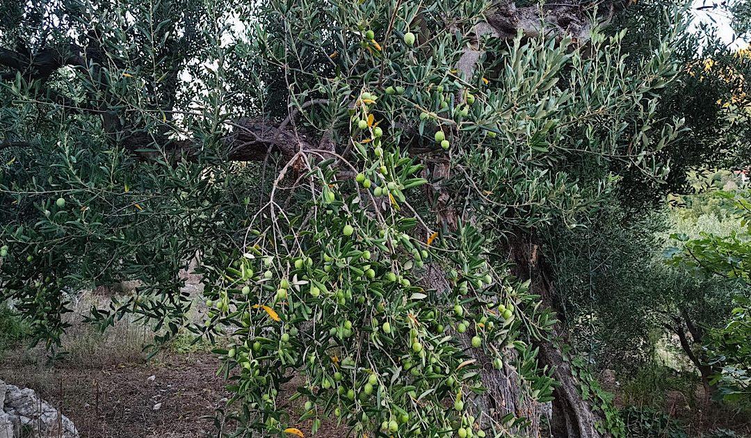 Federalni agromediteranski zavod Mostar izdao preporuke za maslinare