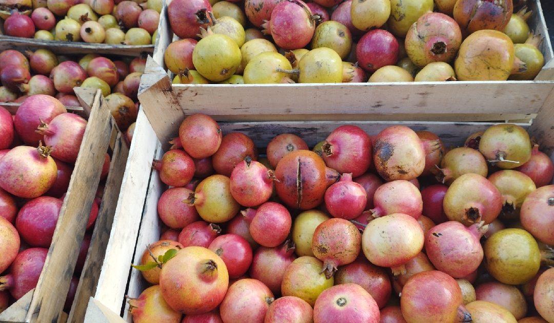 Na čapljinskoj Veletržnici velika potražnja za divljim šipkom