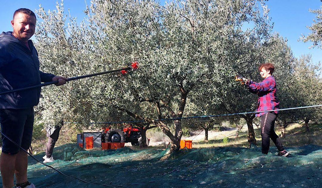 AUDIO: Brojne nagrade potvrda su kvalitete ekstra djevičanskog maslinovog ulja tvrtke Oliva