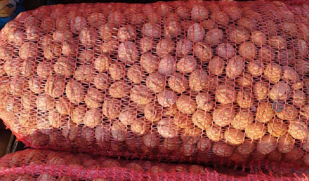 Na Veletržnici u Tasovčićima, u skladu s blagdanima, nestalo jezgre oraha