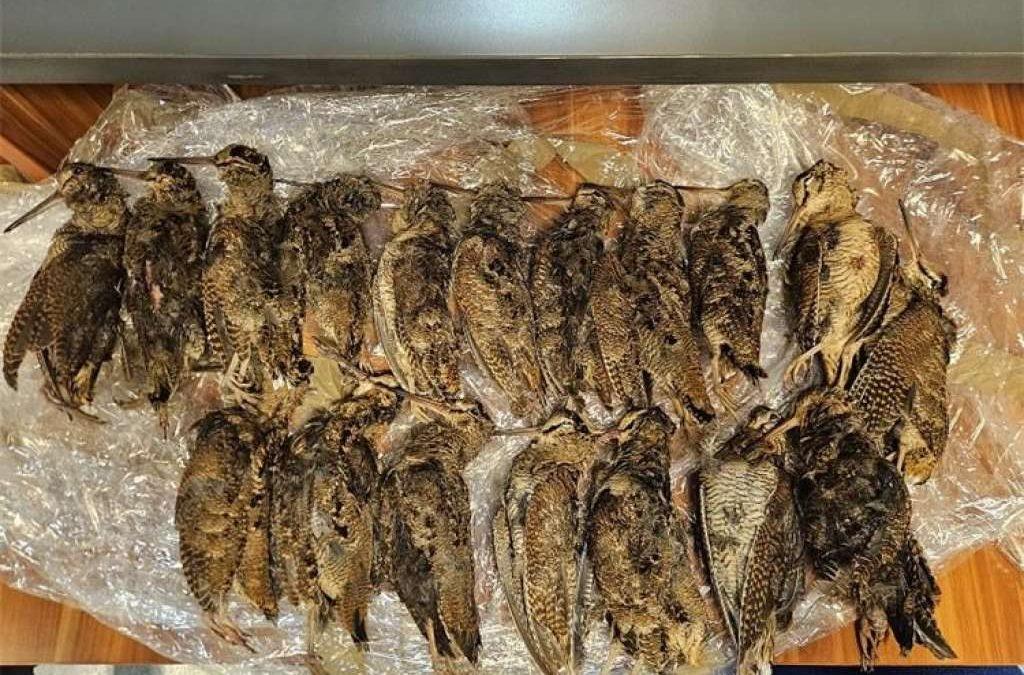 Talijan pokušao prokrijumčariti zaštićene ptice iz BiH