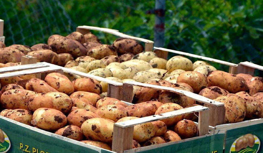 Krenula sadnja ‘Ljubuškog ranog’ krumpira, očekuje se urod od oko 8 tisuća tona