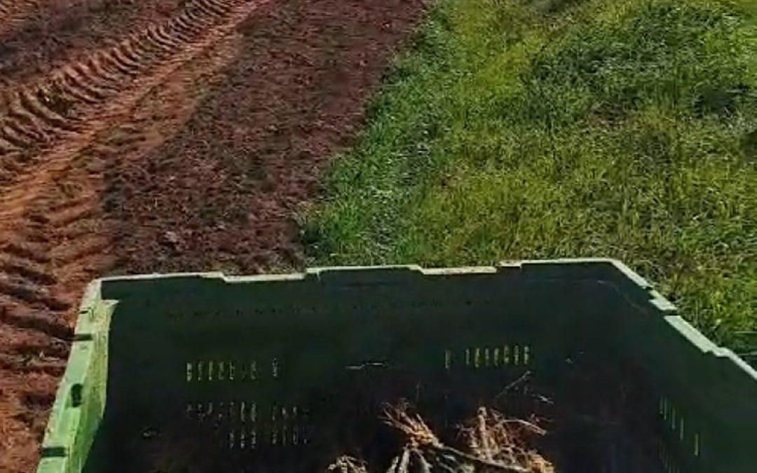 Tvrtka “Agroherc” sadi novih sedam hektara vinove loze