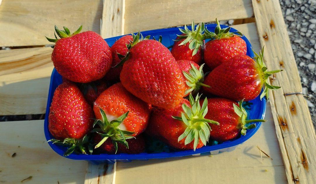 Na Veletržnicu u Tasovčićima stigle prve jagode – cijena 10 KM/kg