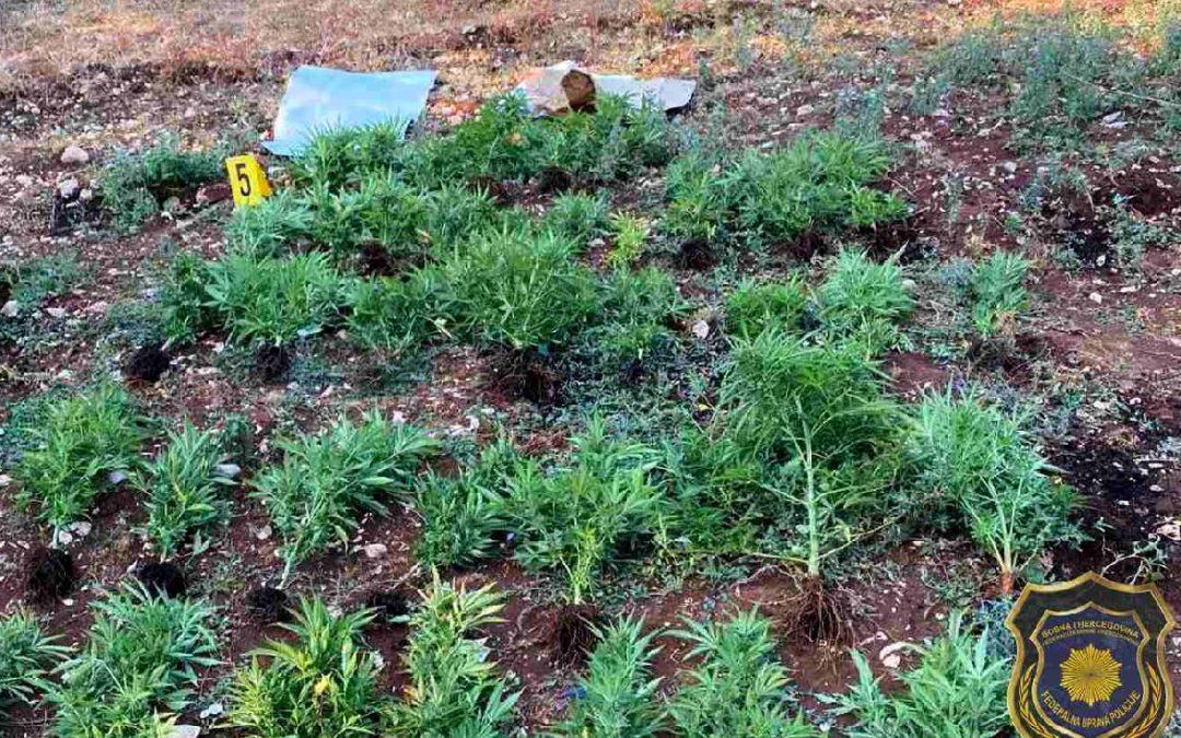 Akcija FUP-a u Čapljini: Uhićen zbog uzgoja cannabisa i posjedovanja oružja