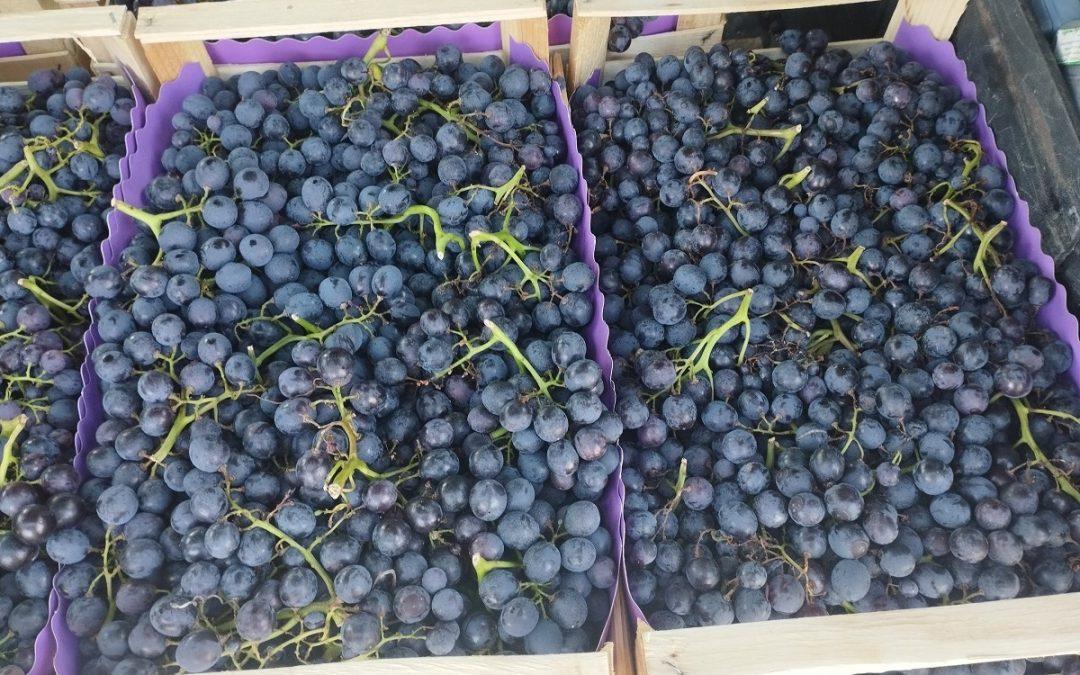 Na Veletržnicu u Tasovčićima stiglo grožđe