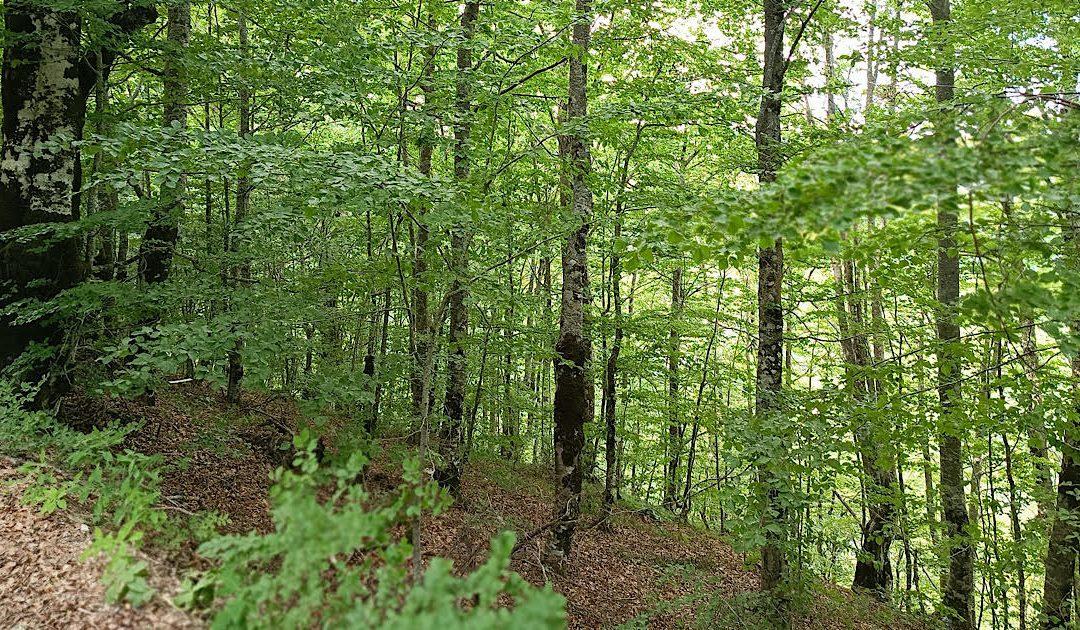 Predstavljena BORANKA, projekt pošumljavanja požarišta u BiH