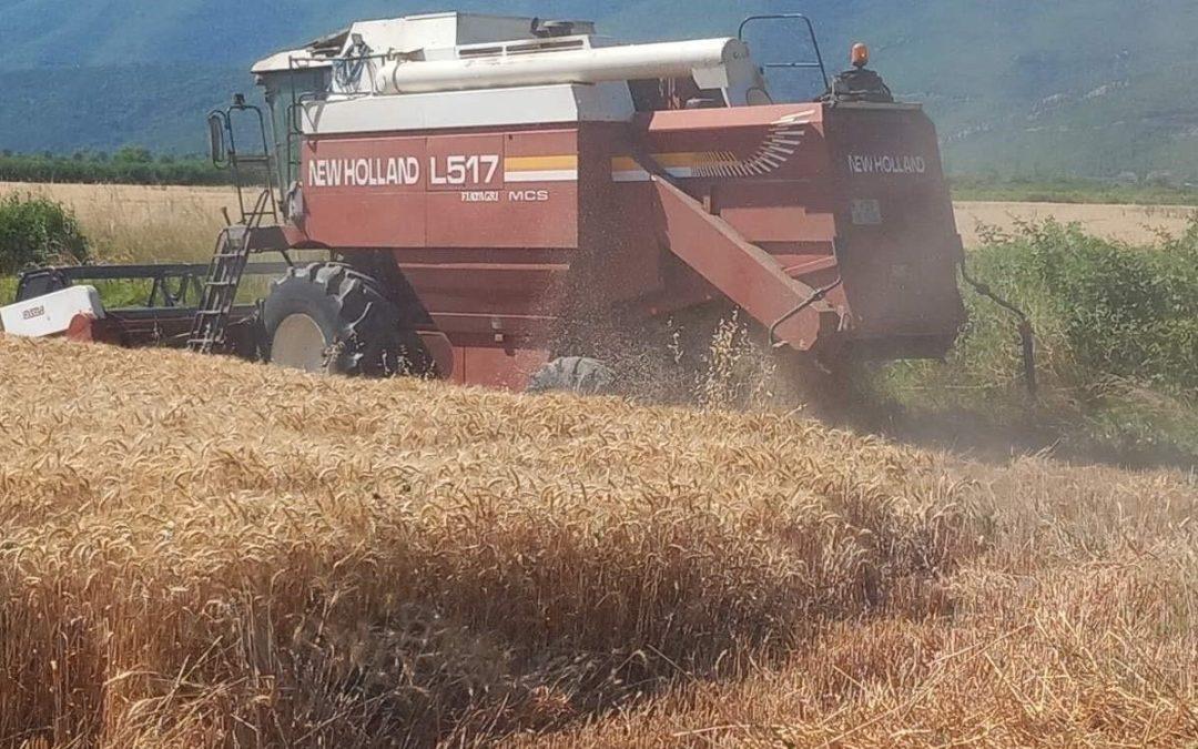 Kad voćari žito “beru” – prinosi na razini Posavine 6,2 tone po hektaru, a slama razgrabljena