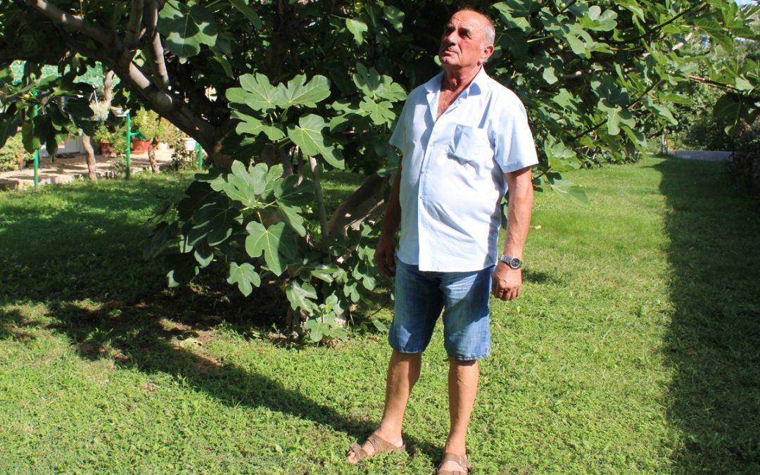 Ove godine urod smokava izvrstan, no cijena lošija u usporedbi s prošlom godinom