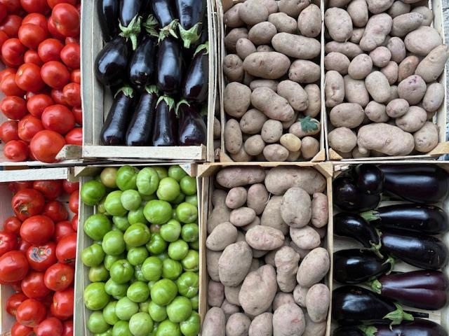 Obilje povrća za zimnicu, u ponudi i zeleni paradajiz