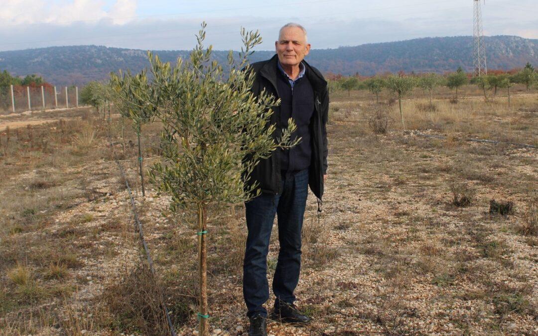 Agronom Ivan Čuljak podigao ogledni maslinik: Sadnice se traže nema potrebe za izvozom