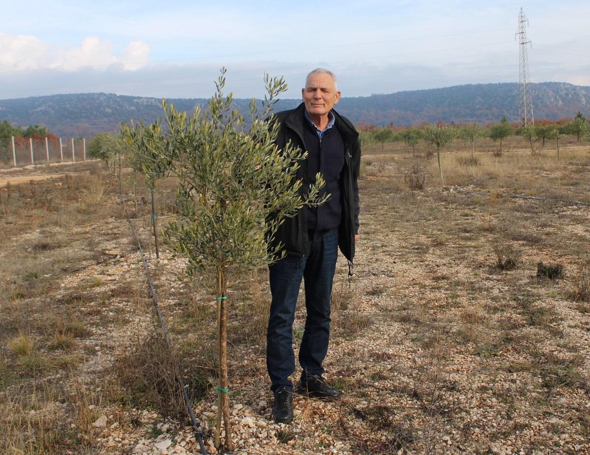 Agronom Ivan Čuljak podigao ogledni maslinik: Sadnice se traže nema potrebe za izvozom