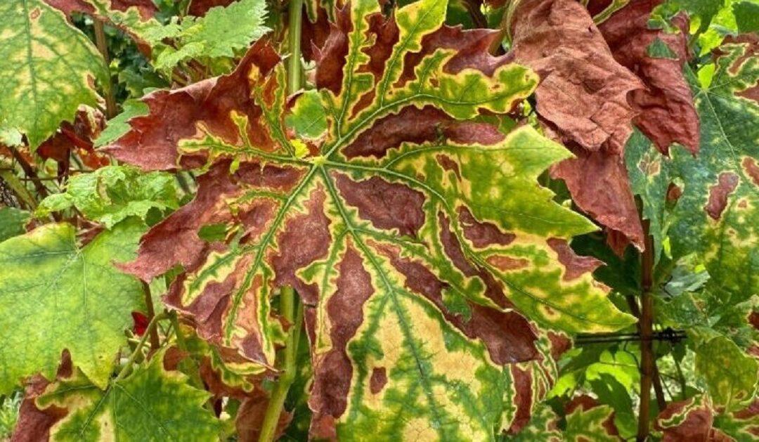 Upozorenje vinogradarima: bolest eska sve češće napada mlade trsove