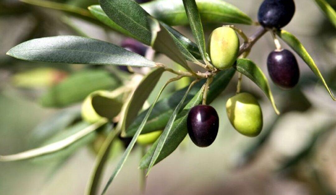 Obavijest za maslinare