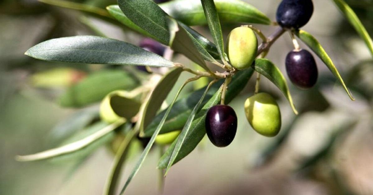 masline-grana-850×425