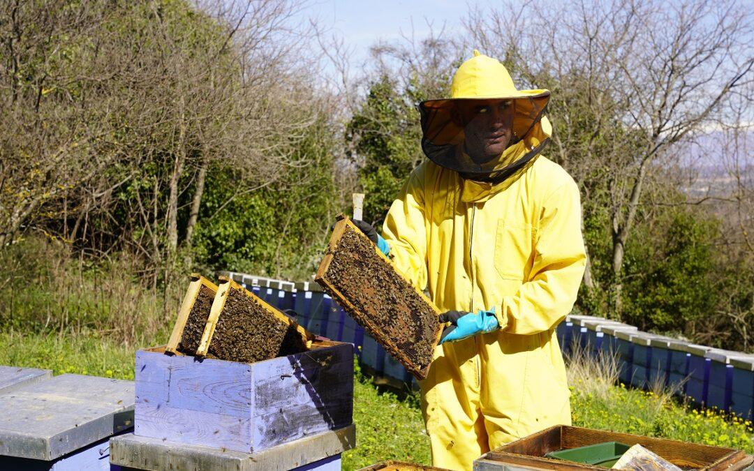 Nikola Matić o prvim proljetnim radovima u pčelinjacima – “ključna je kontrola hrane i matice nakon tople zime”