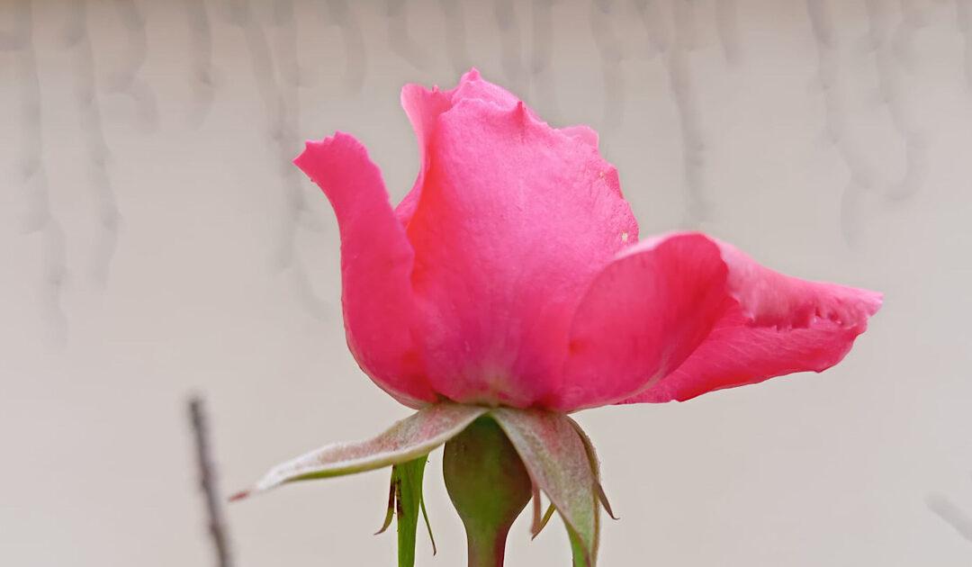 Anketa; Kako Čapljinke i Čapljinci slave Valentinovo i Dan zaljubljenih?