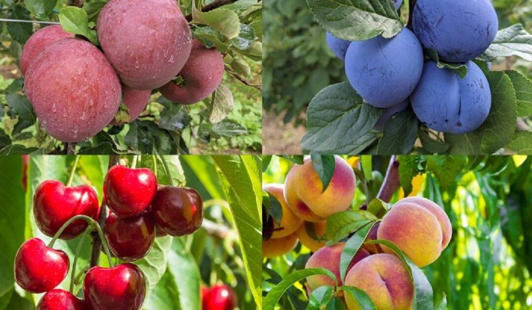 Preporuka voćarima: Vrijeme je za zimsku zaštitu voćnjaka